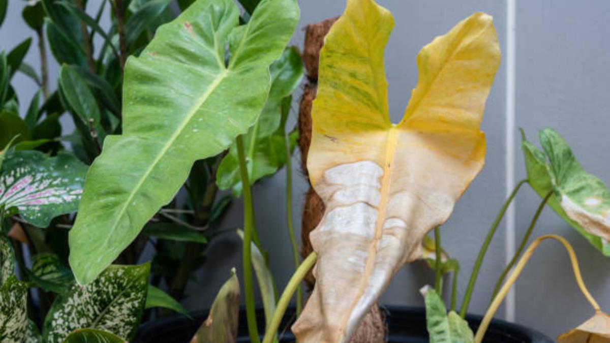 Solo con tres ingredientes, prepara este abono casero y dale vida a las plantas con hojas secas